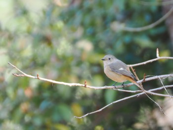 Daurian Redstart Osaka Nanko Bird Sanctuary Sun, 1/7/2024