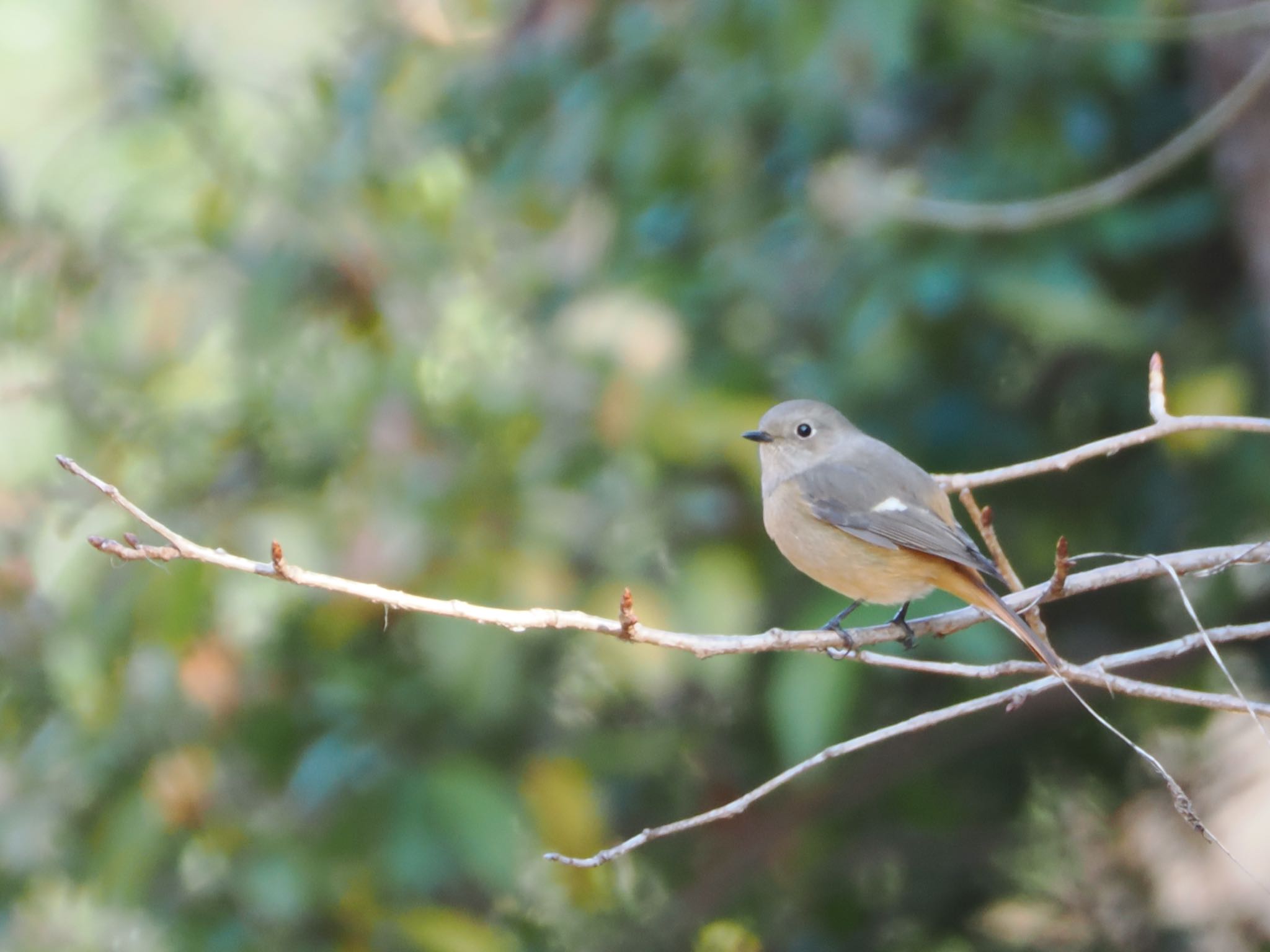 Daurian Redstart