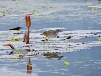 マミジロクイナ Van Long Nature Reserve 2023年12月29日(金)