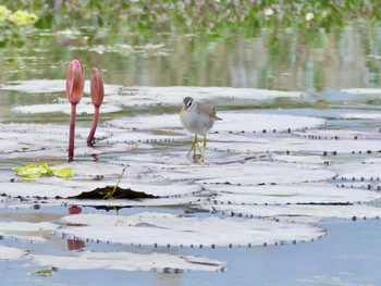 マミジロクイナ Van Long Nature Reserve 2023年12月29日(金)