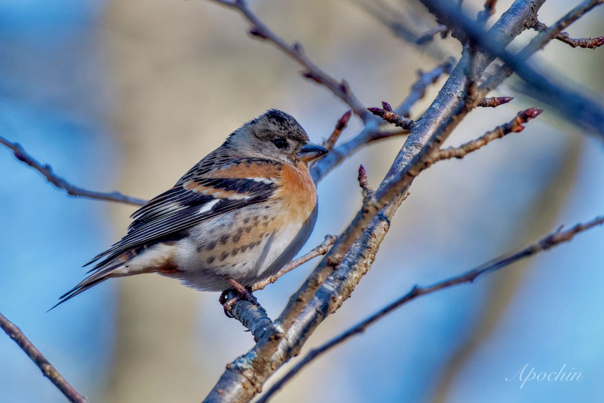 Brambling