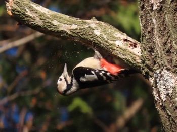 Great Spotted Woodpecker 平筒沼(宮城県登米市) Fri, 1/5/2024