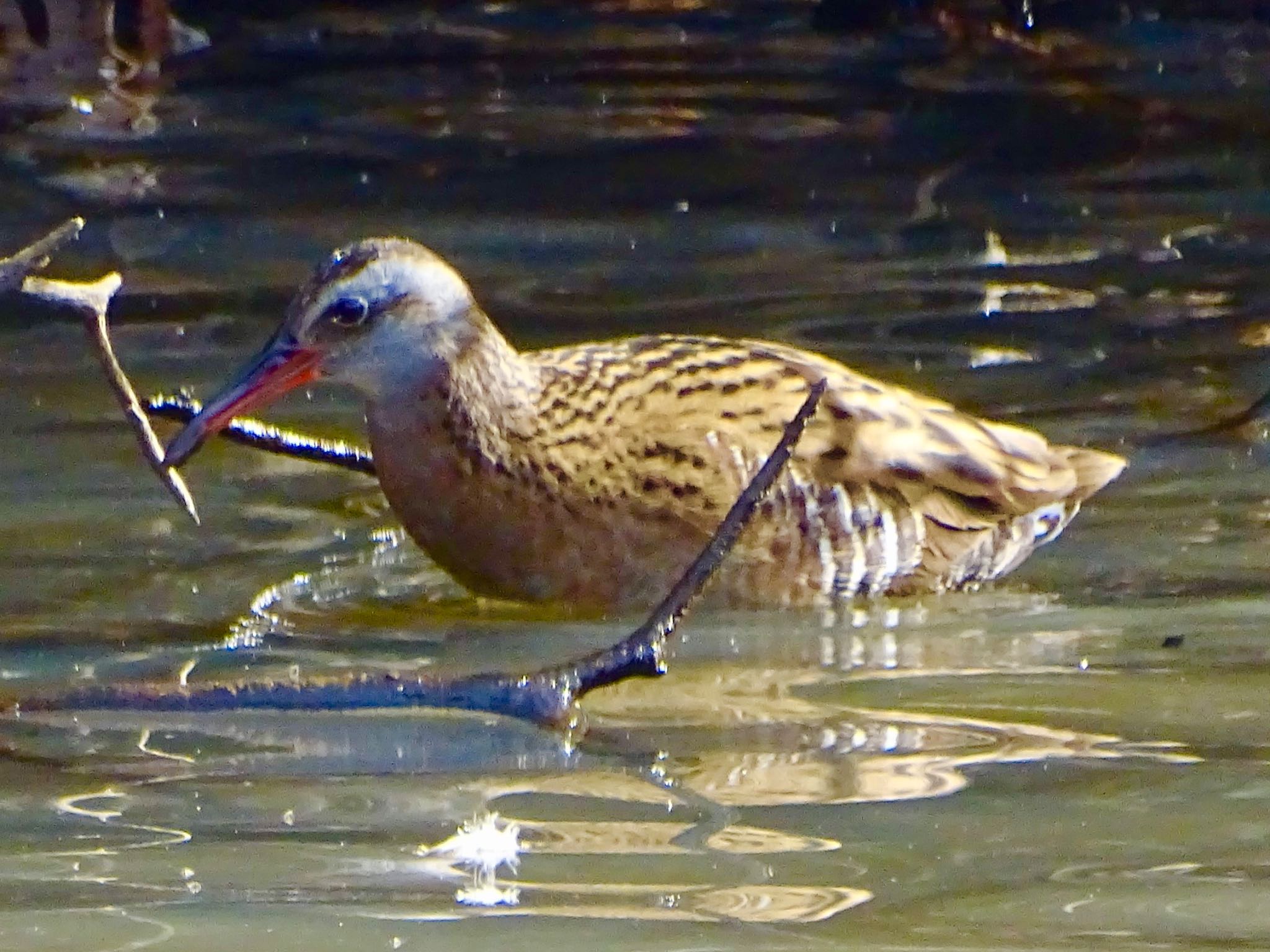 Brown-cheeked Rail