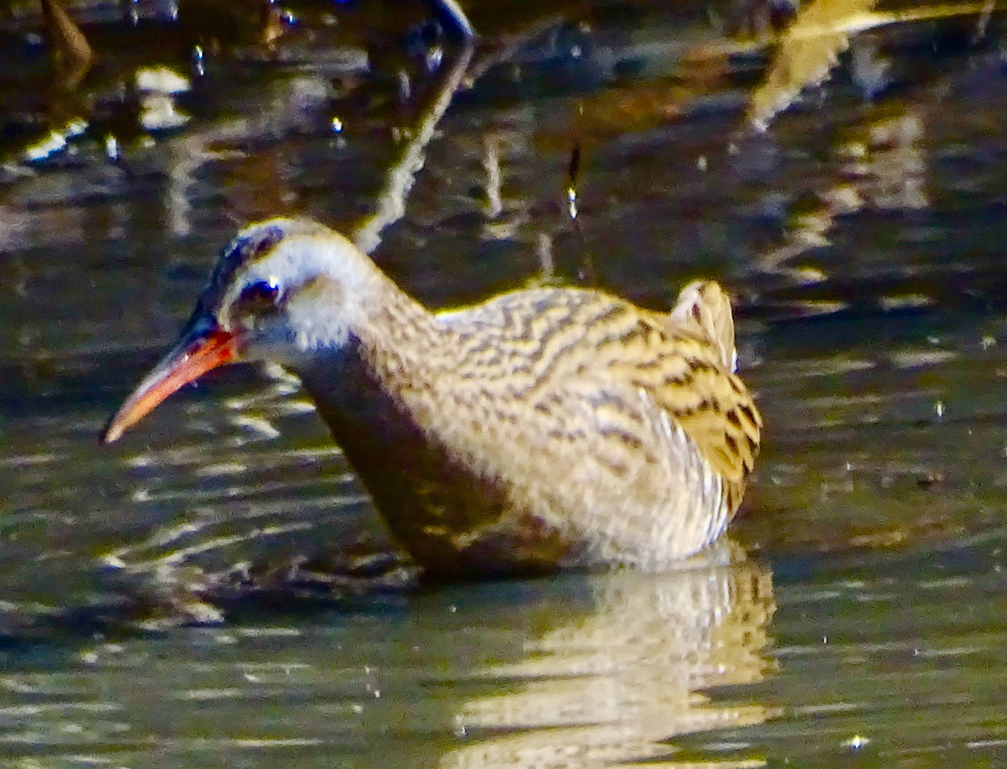 Brown-cheeked Rail