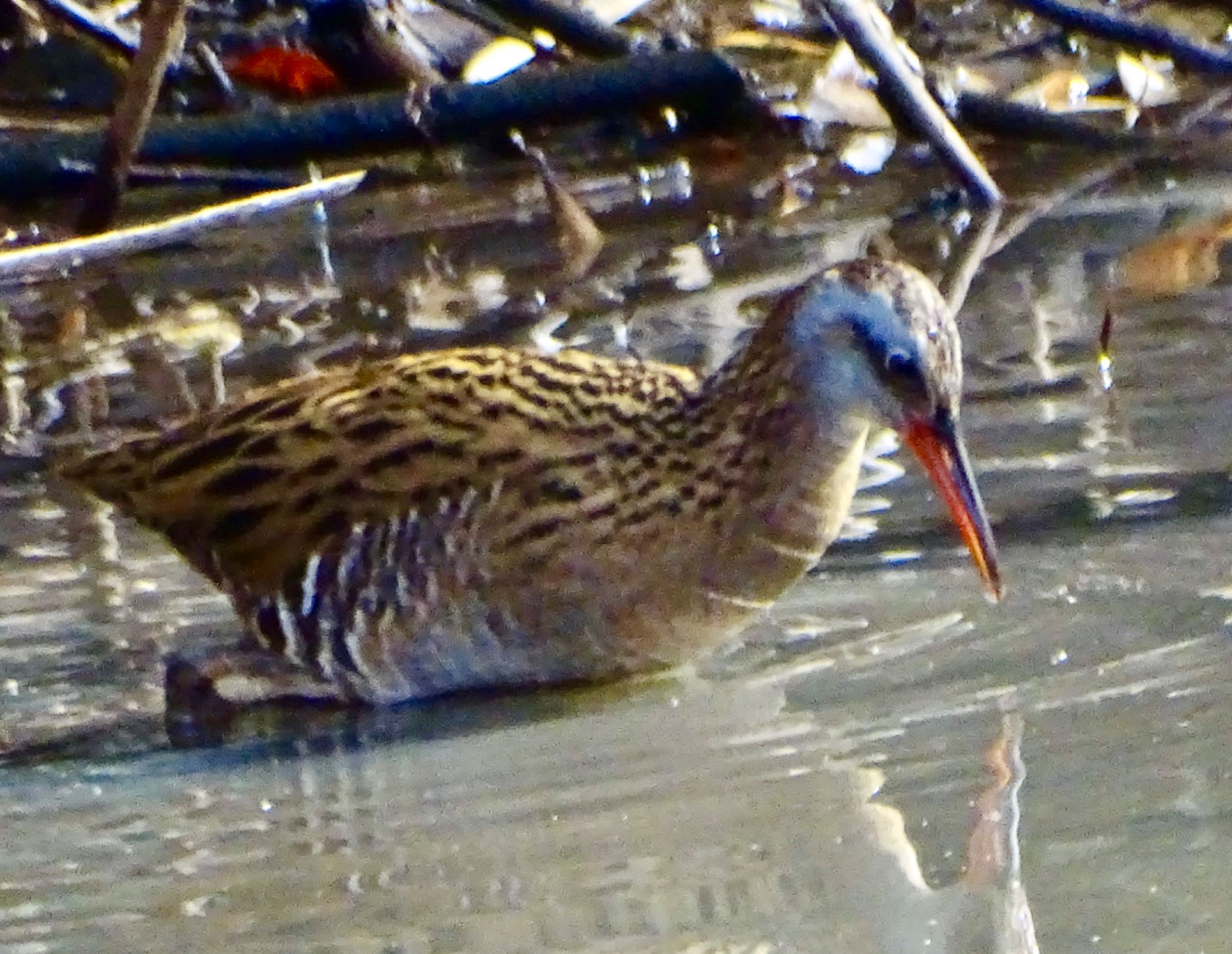 Brown-cheeked Rail