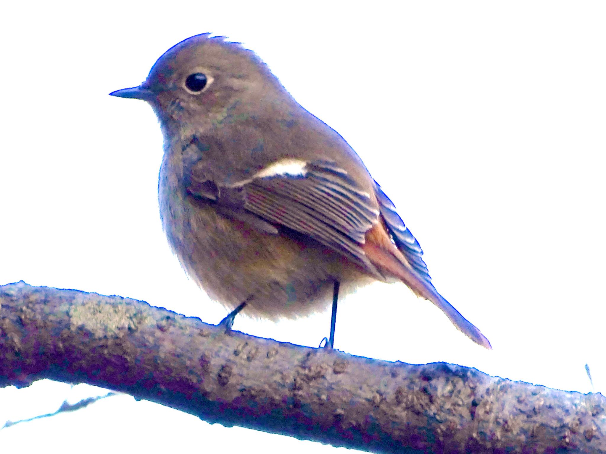 Daurian Redstart