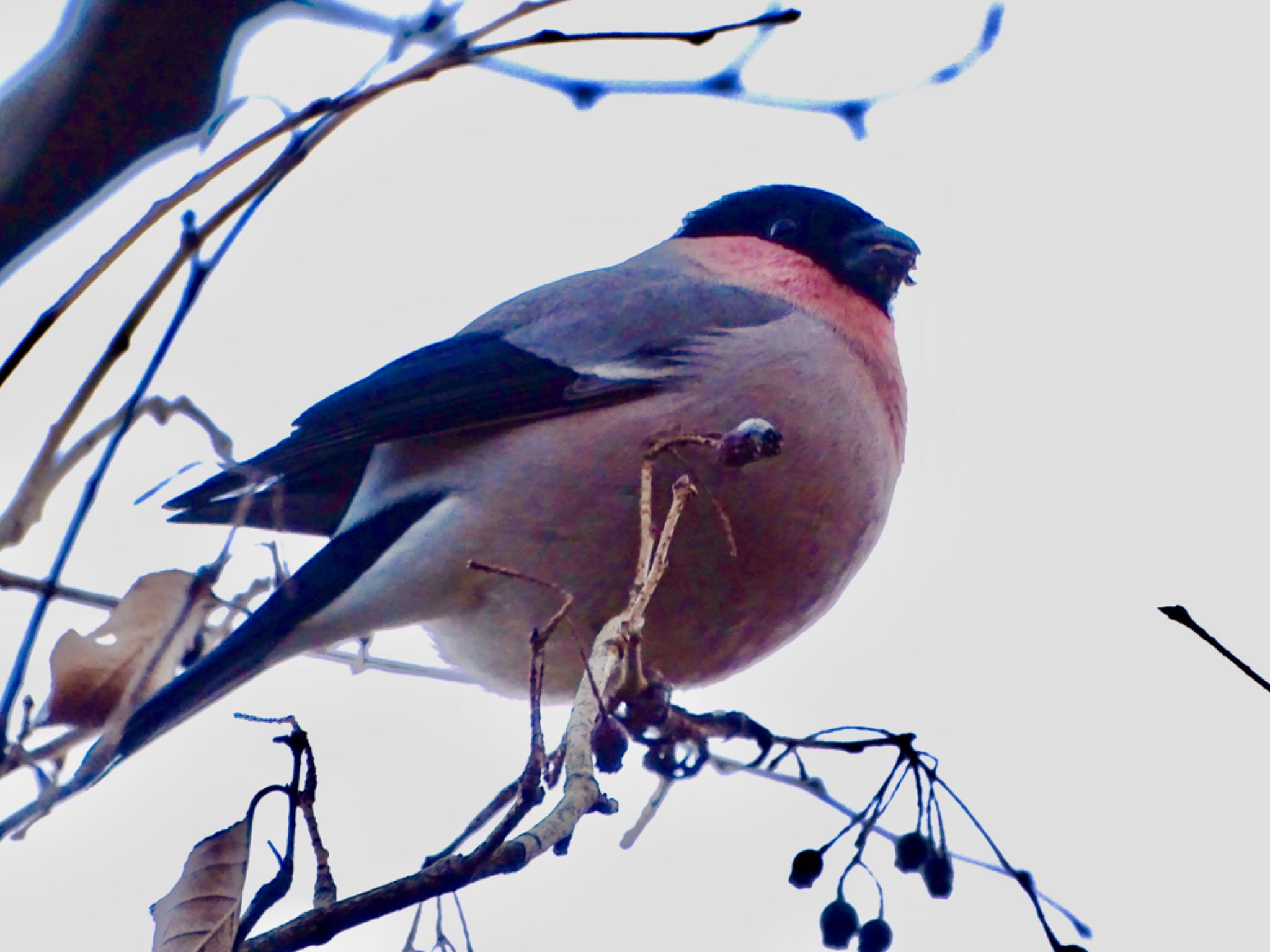 Eurasian Bullfinch