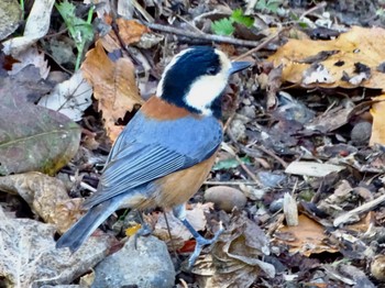 2024年1月10日(水) 舞岡公園の野鳥観察記録