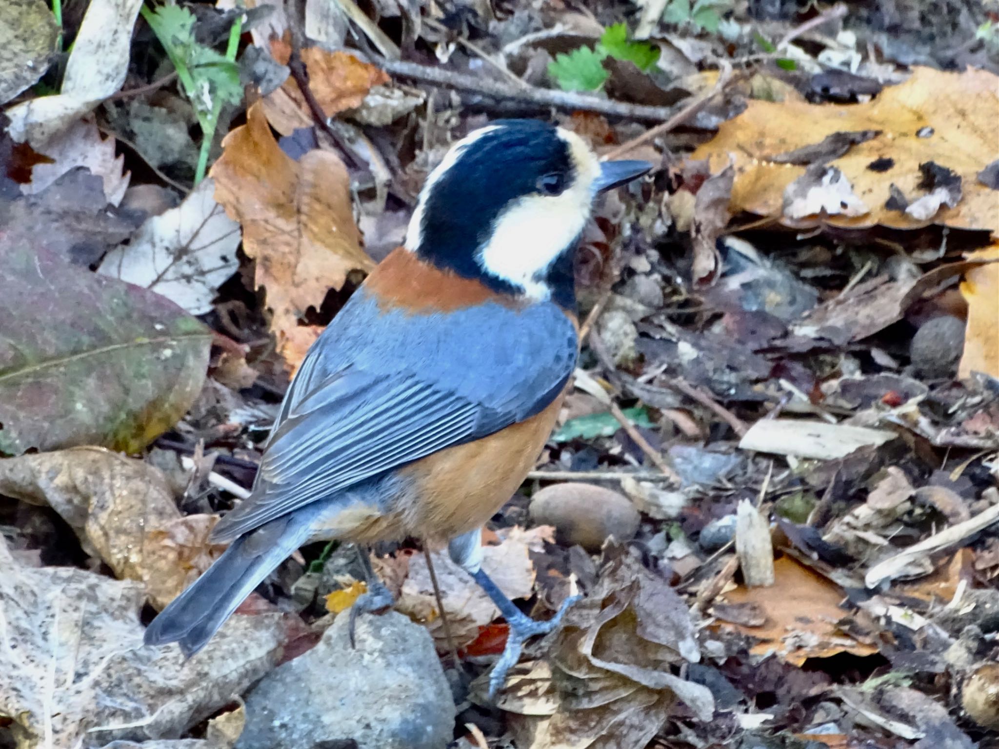 Varied Tit