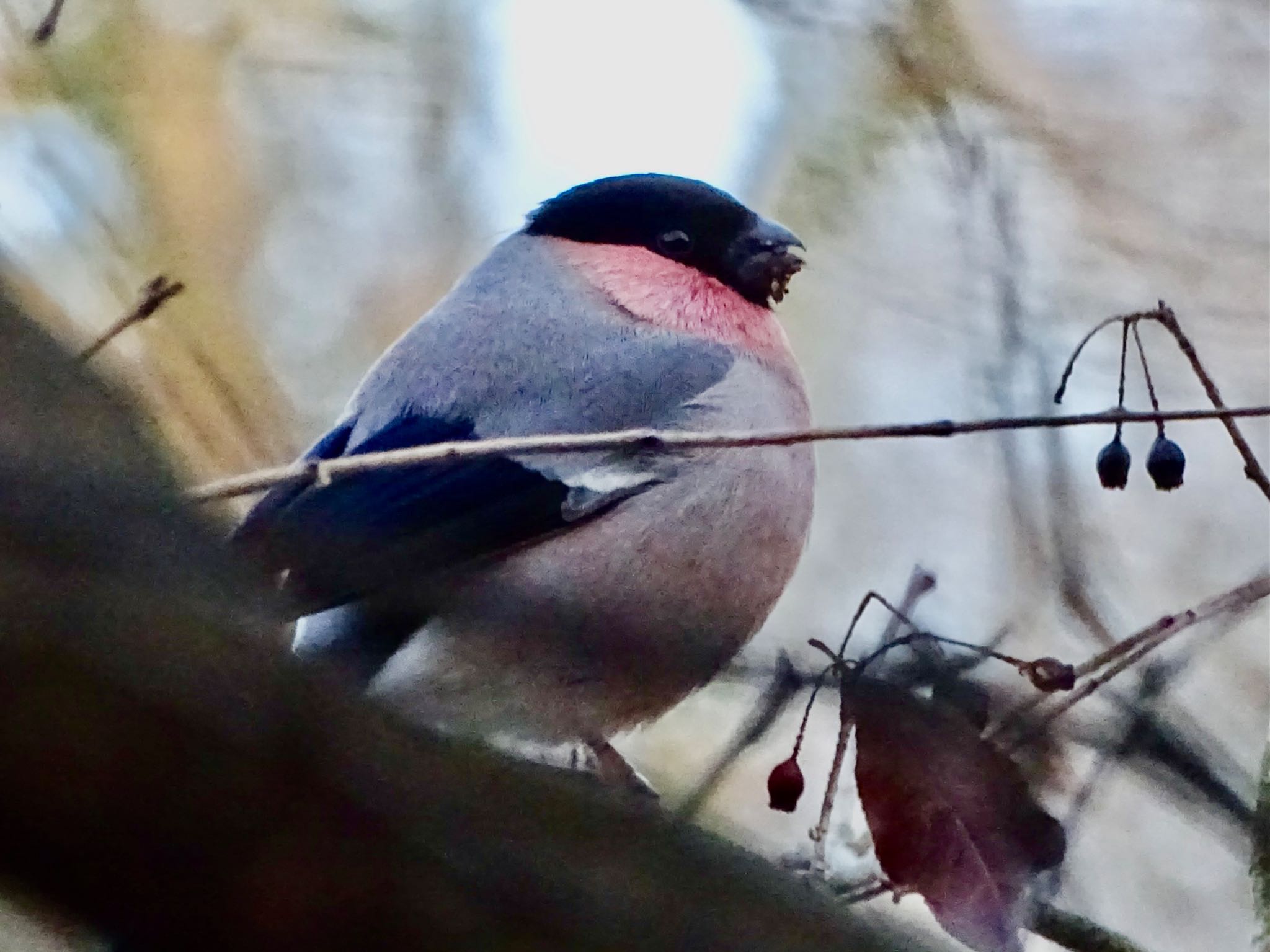 Eurasian Bullfinch