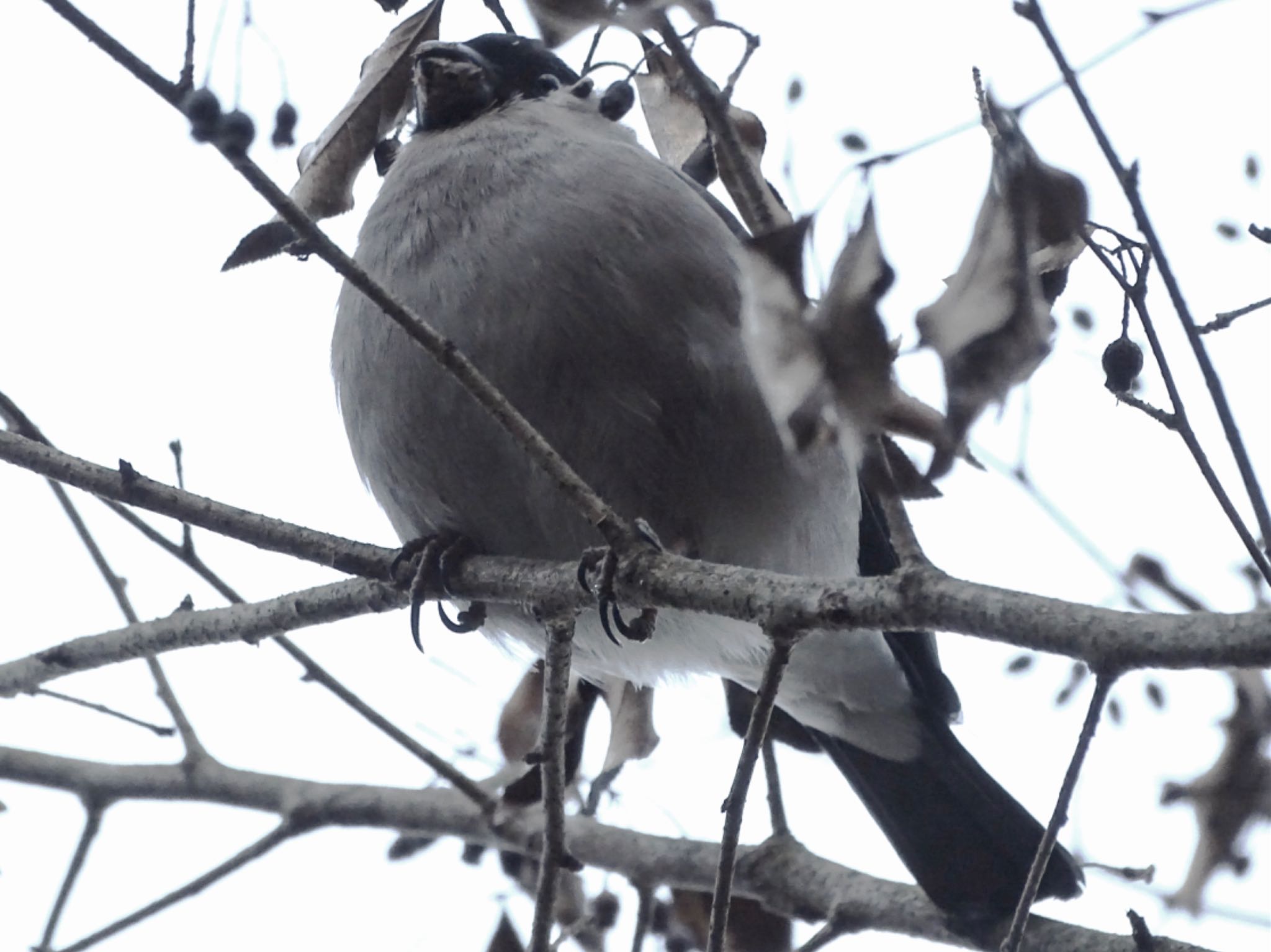 Eurasian Bullfinch