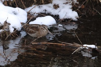 Solitary Snipe Unknown Spots Wed, 1/10/2024