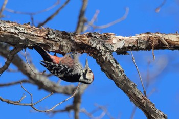 White-backed Woodpecker Senjogahara Marshland Wed, 1/10/2024