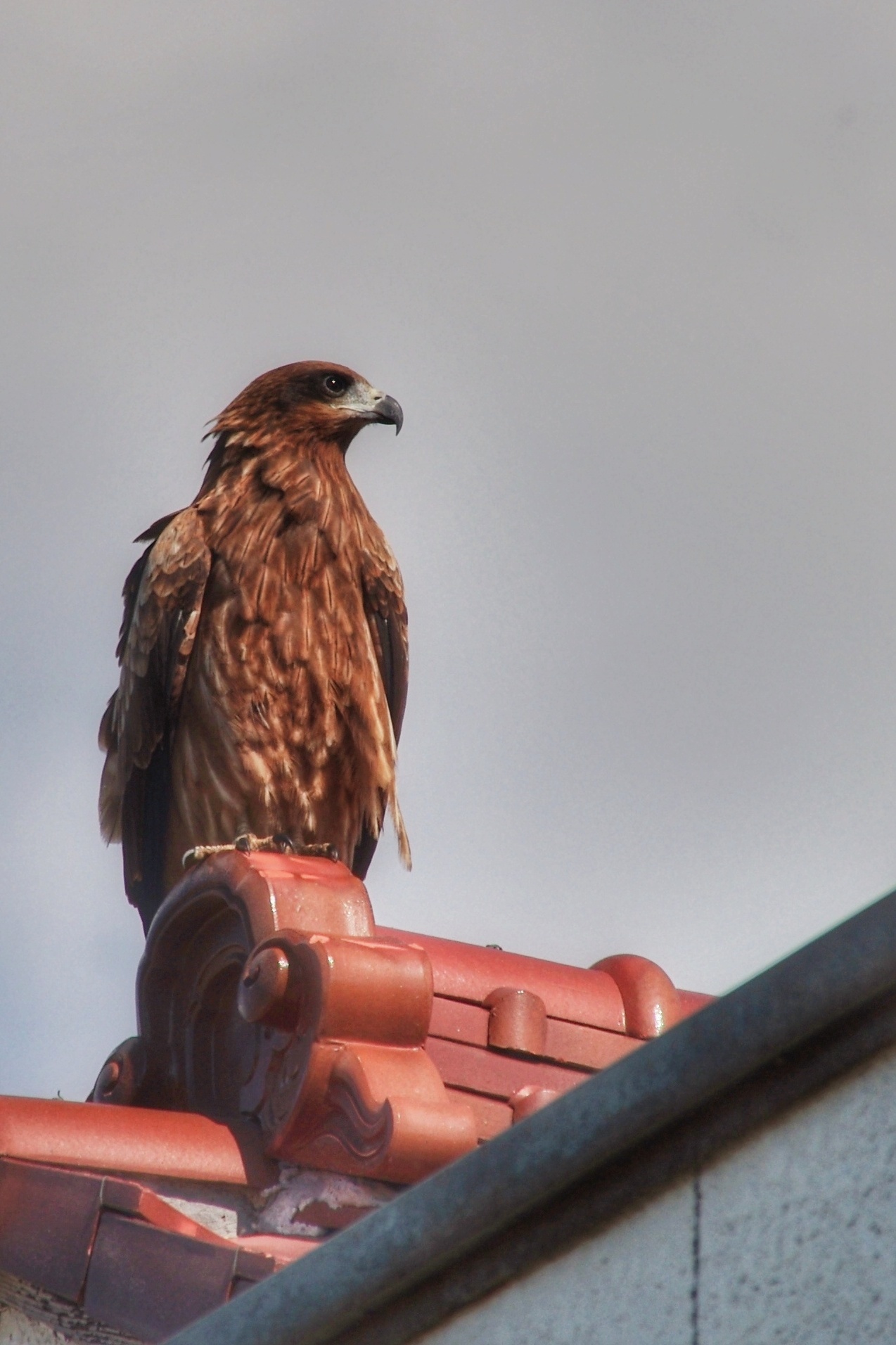 Black Kite