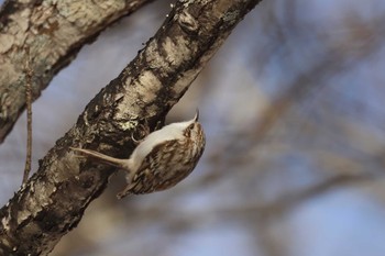 Eurasian Treecreeper Senjogahara Marshland Wed, 1/10/2024