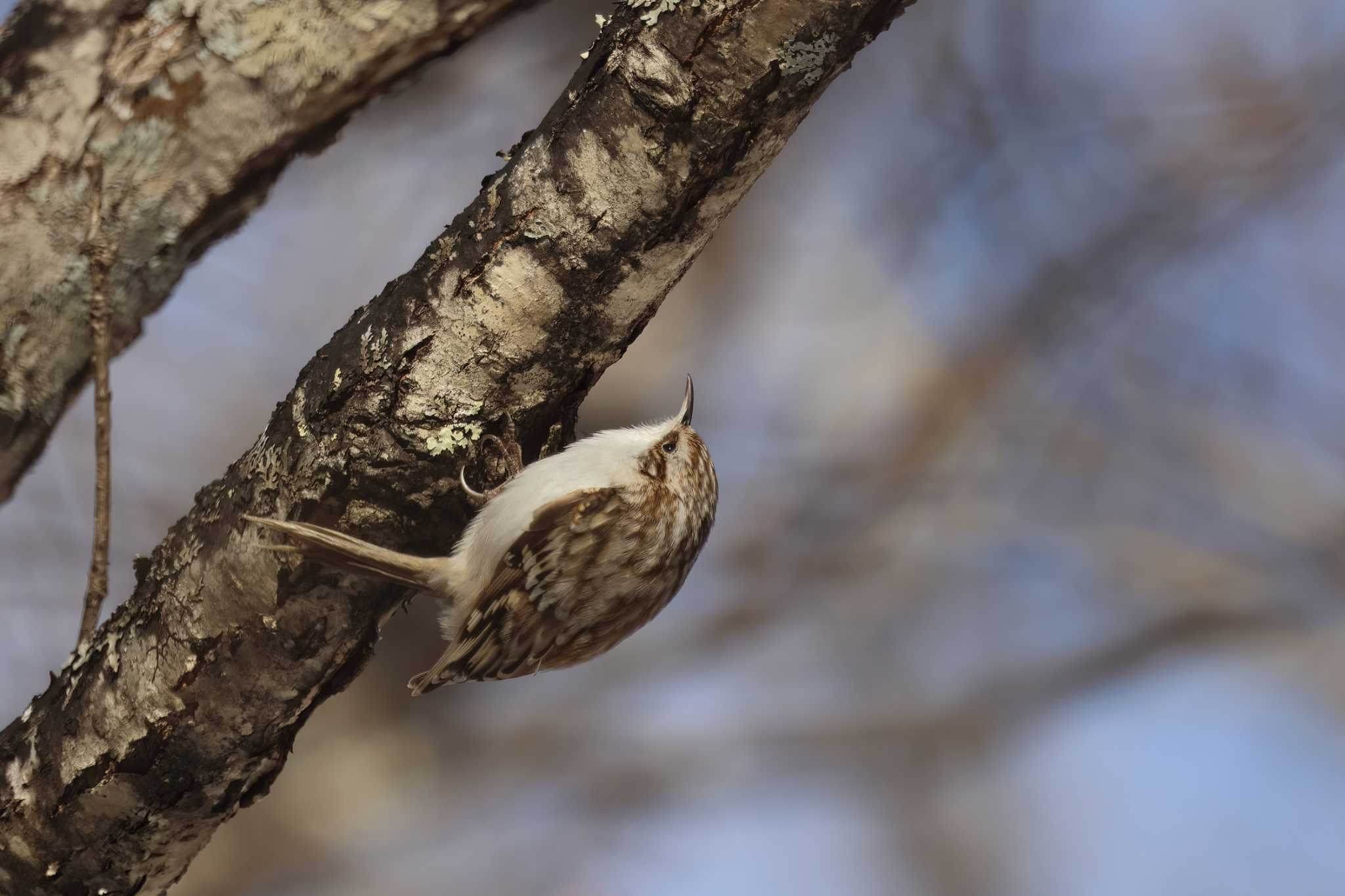 Eurasian Treecreeper