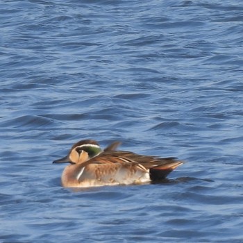 Baikal Teal 磐田大池 Sun, 12/31/2023