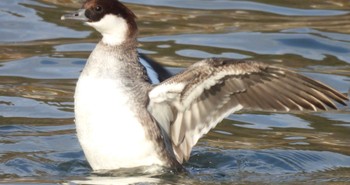 Smew 苧ヶ瀬池 Tue, 1/9/2024