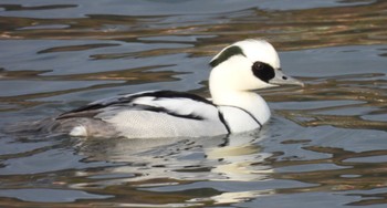 Smew 苧ヶ瀬池 Tue, 1/9/2024