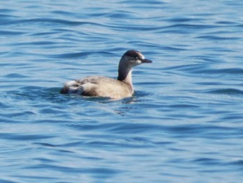 Horned Grebe 富士川河口 Sun, 1/7/2024