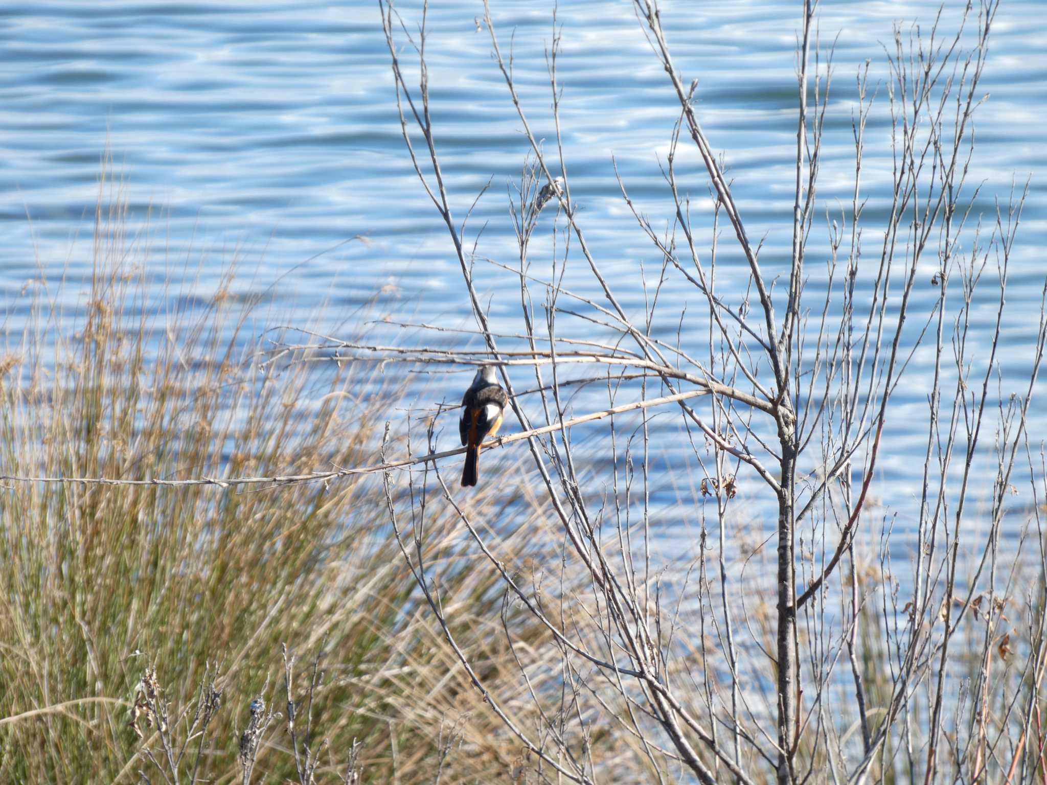 Photo of Daurian Redstart at 浮島ヶ原自然公園 by koshi