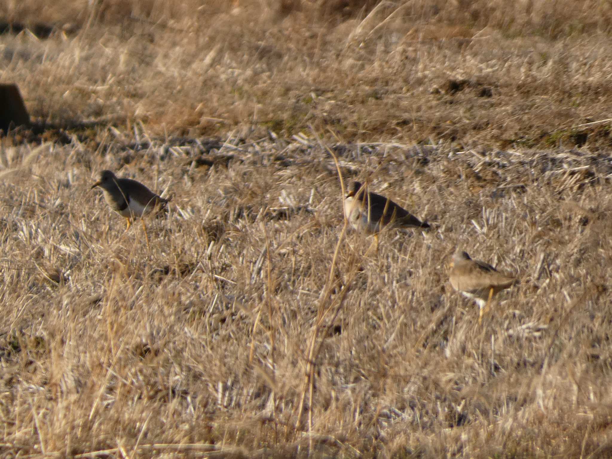 Grey-headed Lapwing