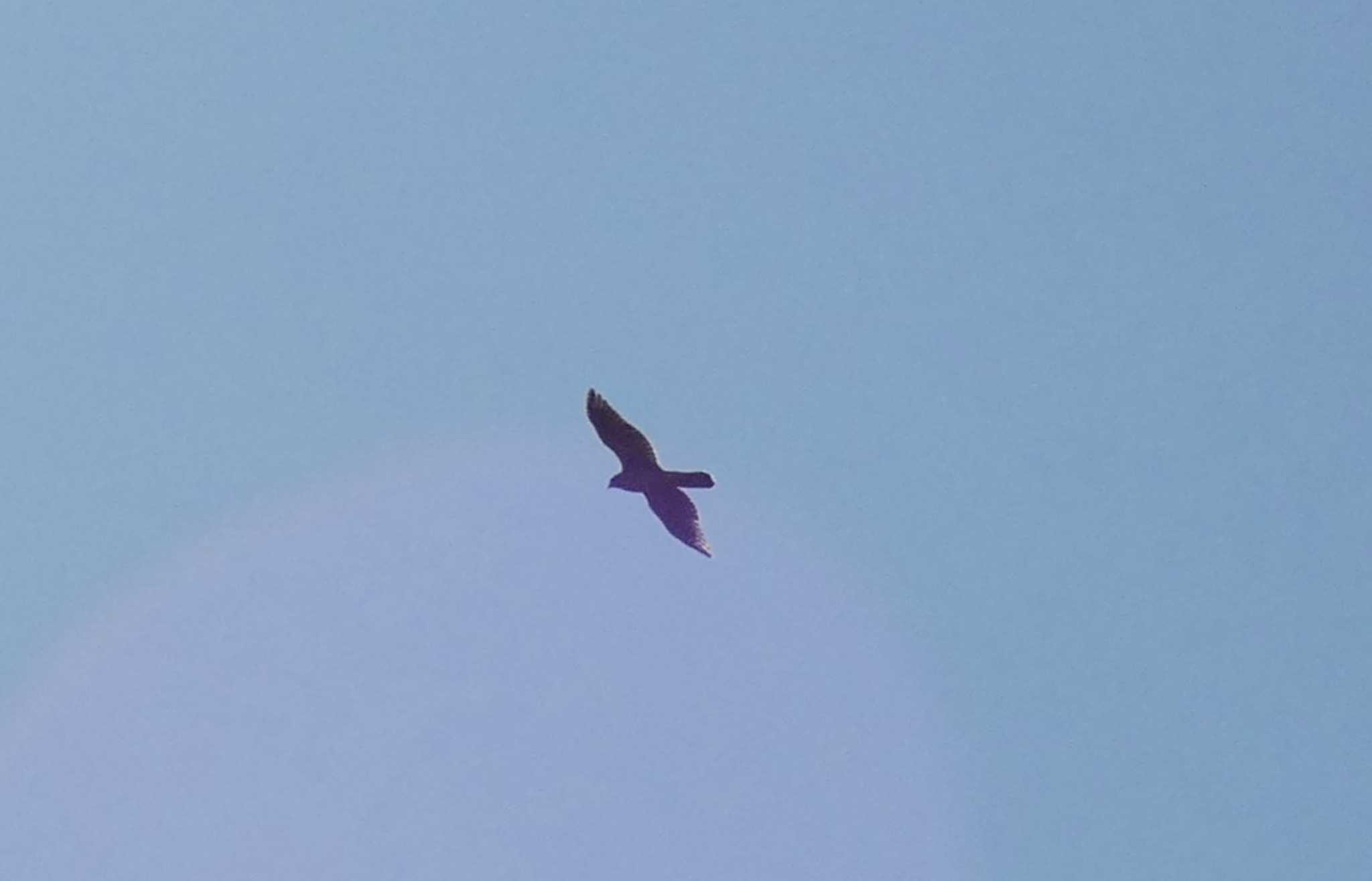 Photo of Common Kestrel at 浮島ヶ原自然公園 by koshi