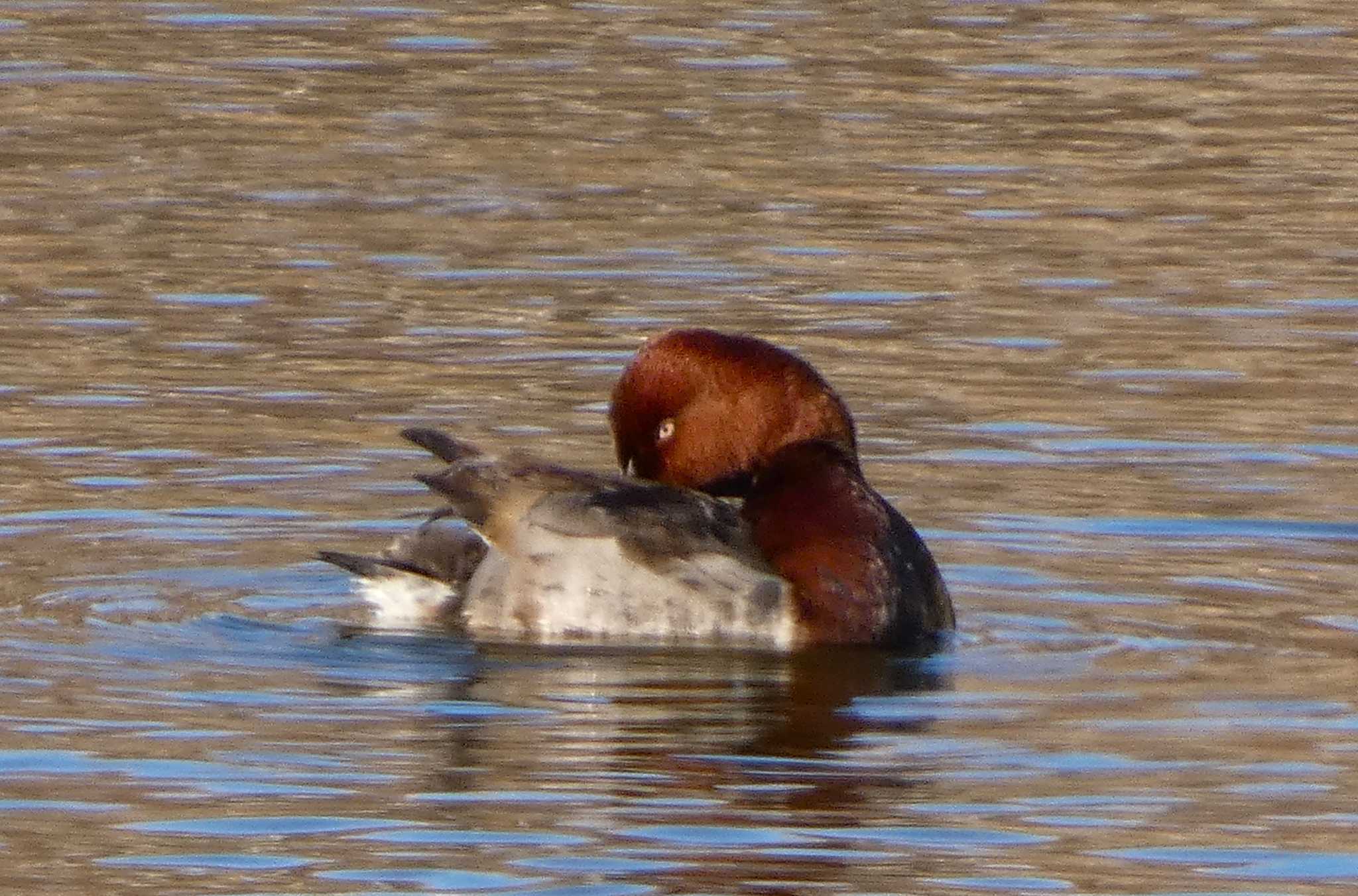 Common Pochard