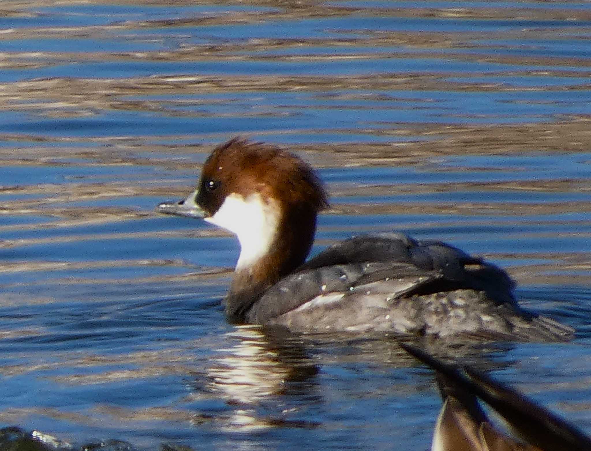 Photo of Smew at 浮島ヶ原自然公園 by koshi