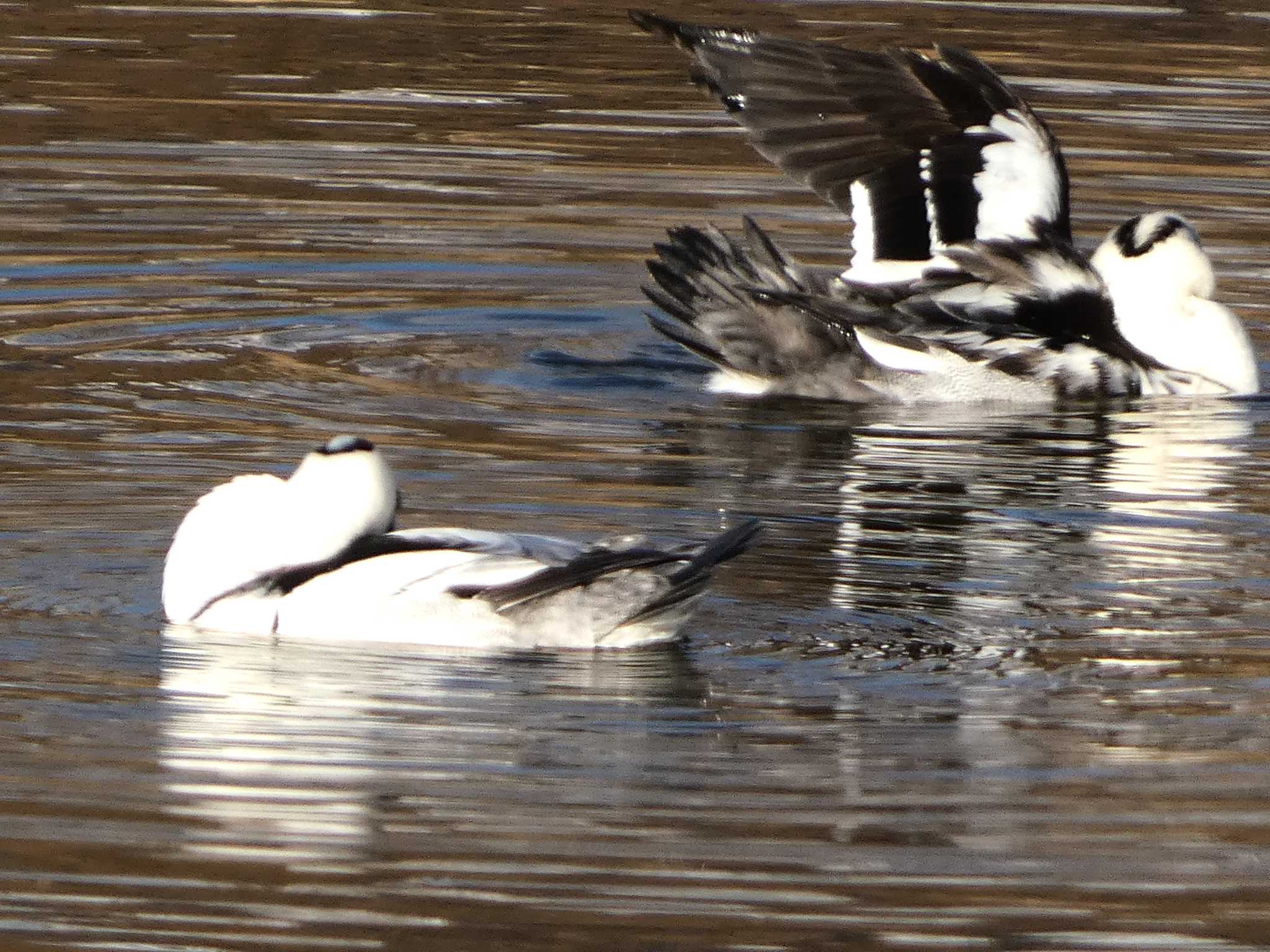 Photo of Smew at 浮島ヶ原自然公園 by koshi