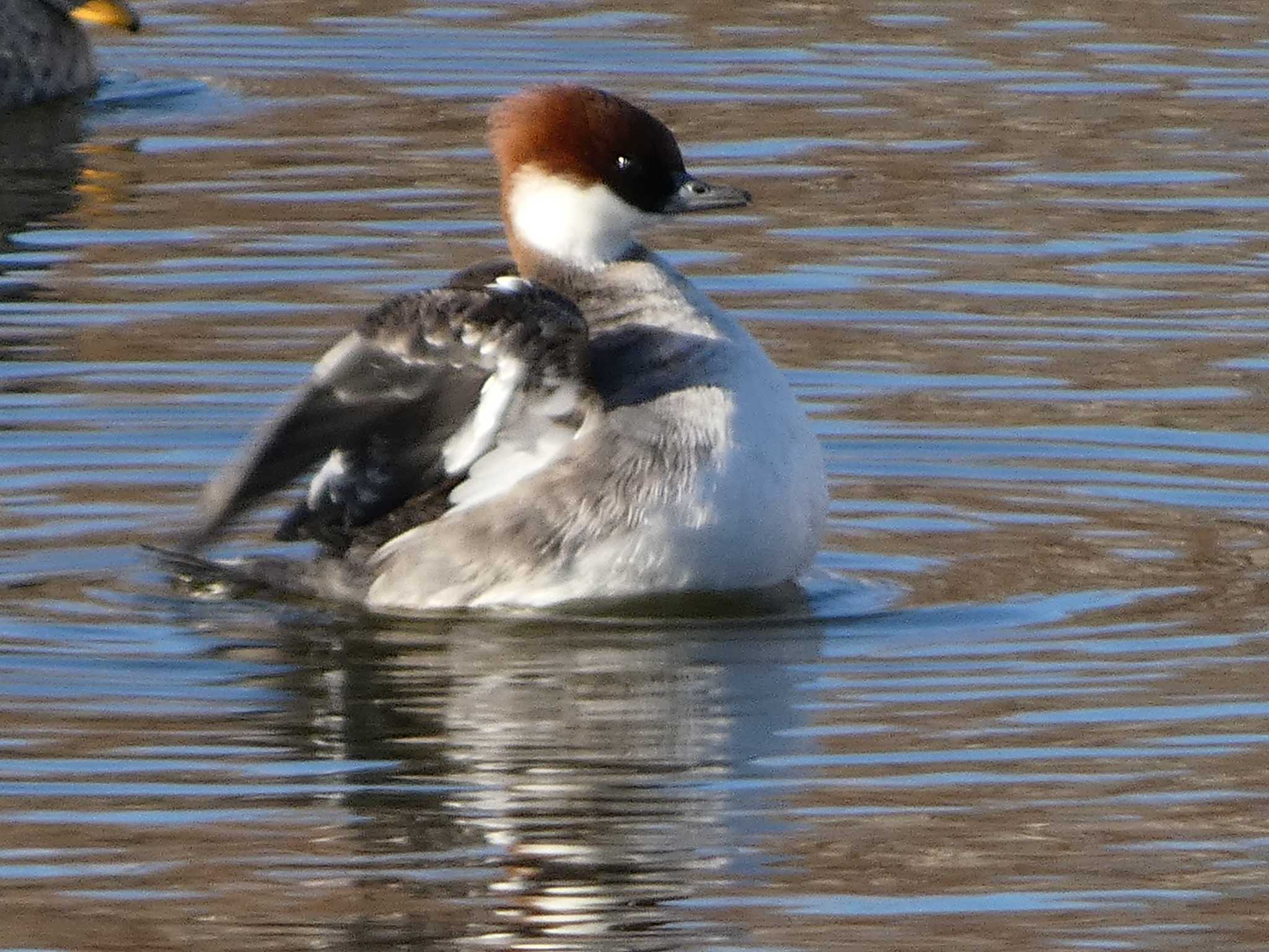 Smew