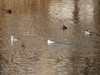 2024年1月7日(日) 浮島ヶ原自然公園の野鳥観察記録