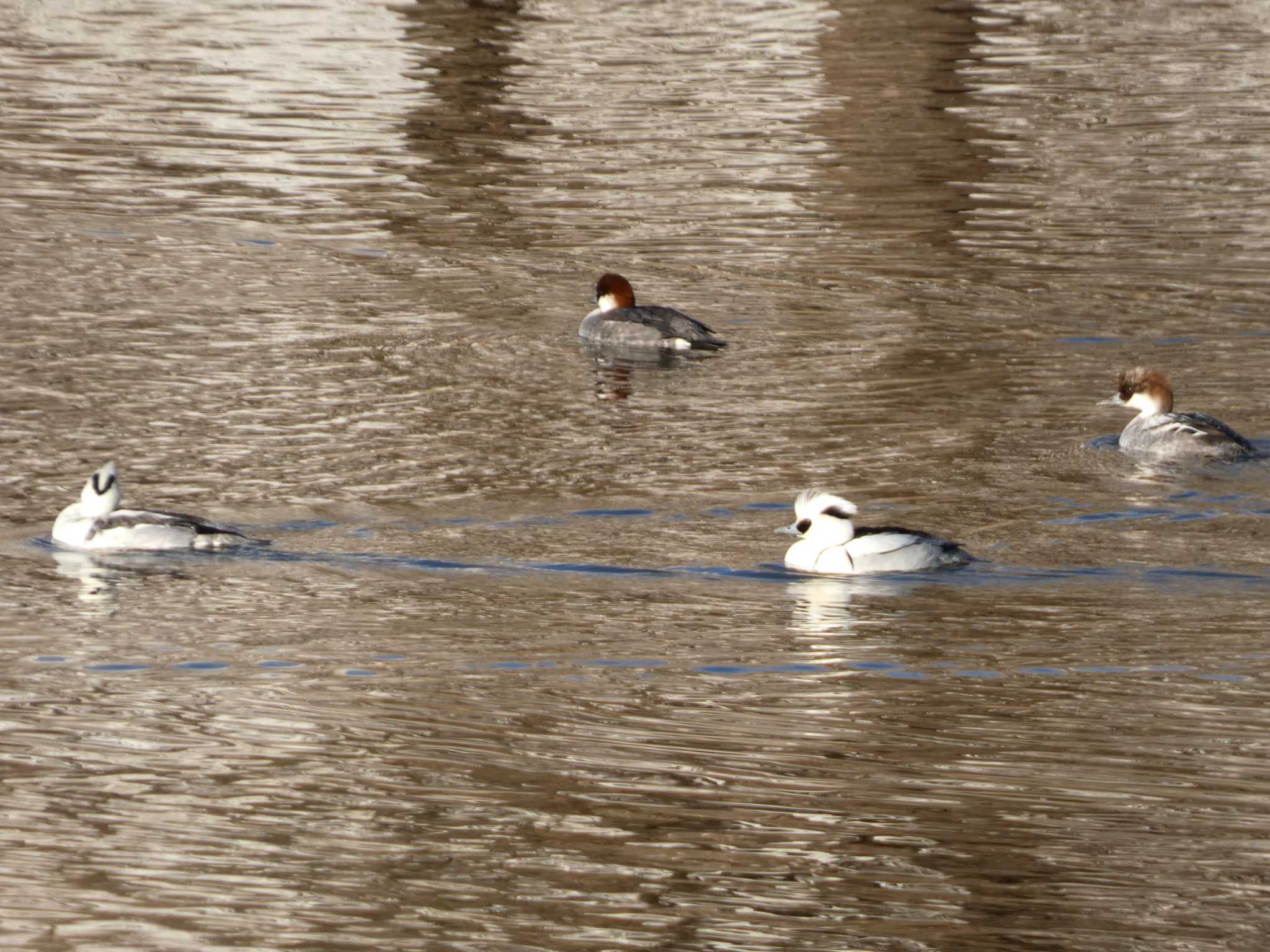 Smew