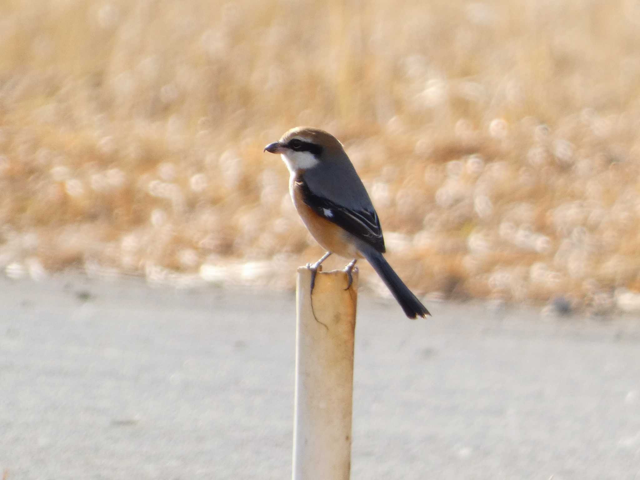 Photo of Bull-headed Shrike at 浮島ヶ原自然公園 by koshi