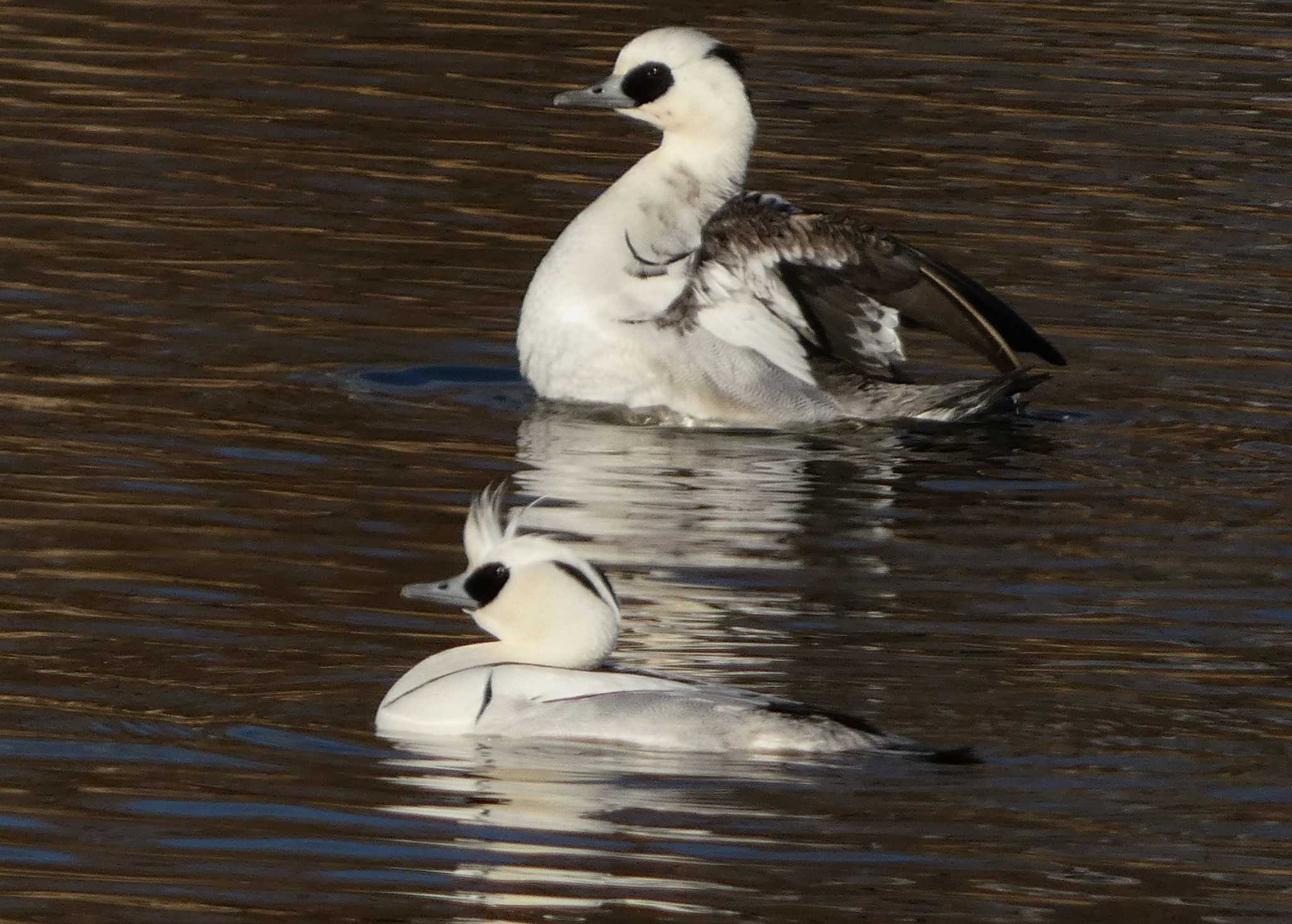 Smew