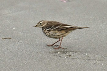 タヒバリ 銚子漁港 2023年12月30日(土)