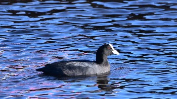 Eurasian Coot Yamanakako Lake Mon, 1/1/2024