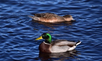 Mallard Yamanakako Lake Mon, 1/1/2024