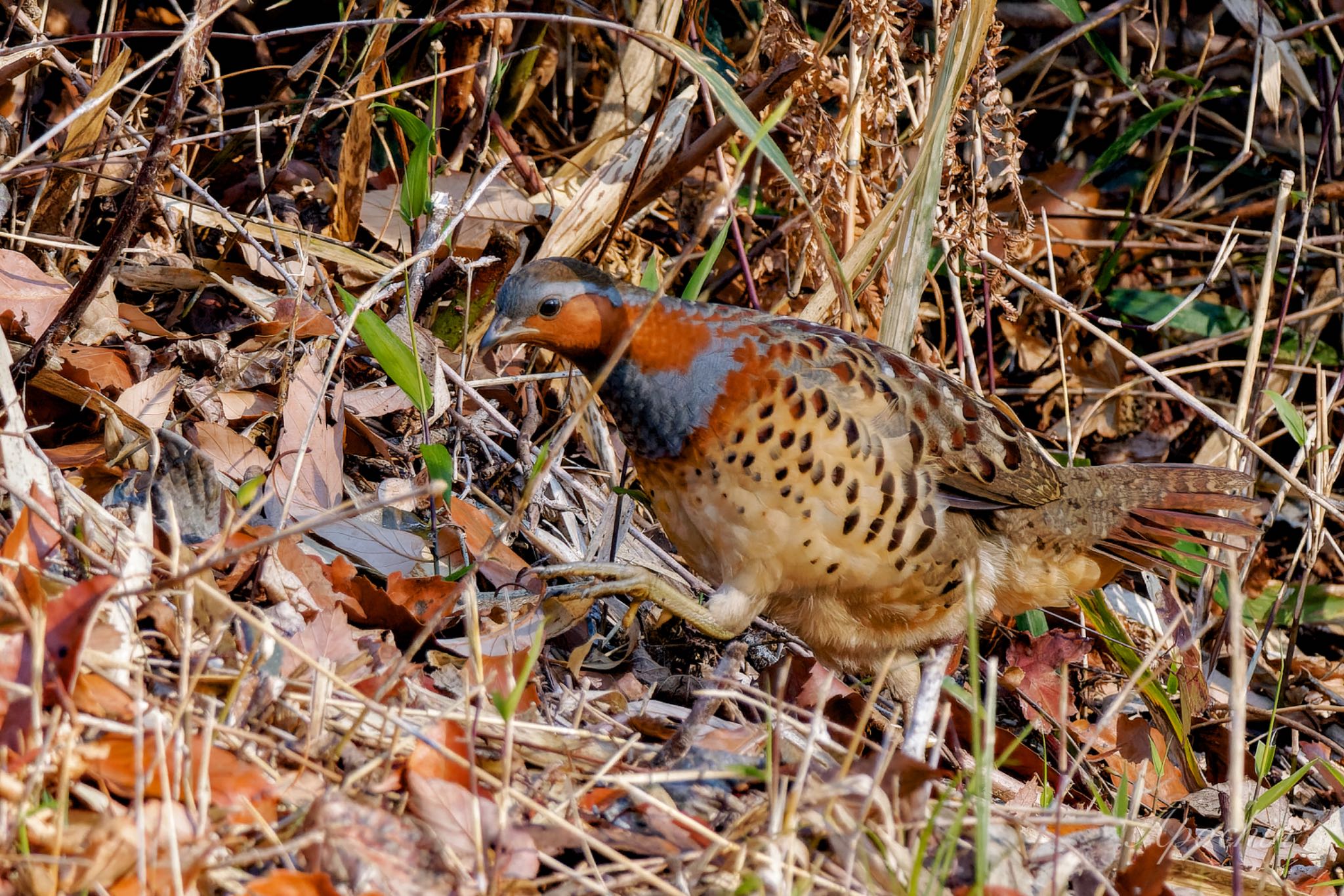 Photo of Chinese Bamboo Partridge at Kodomo Shizen Park by アポちん