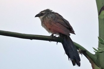 White-browed Coucal