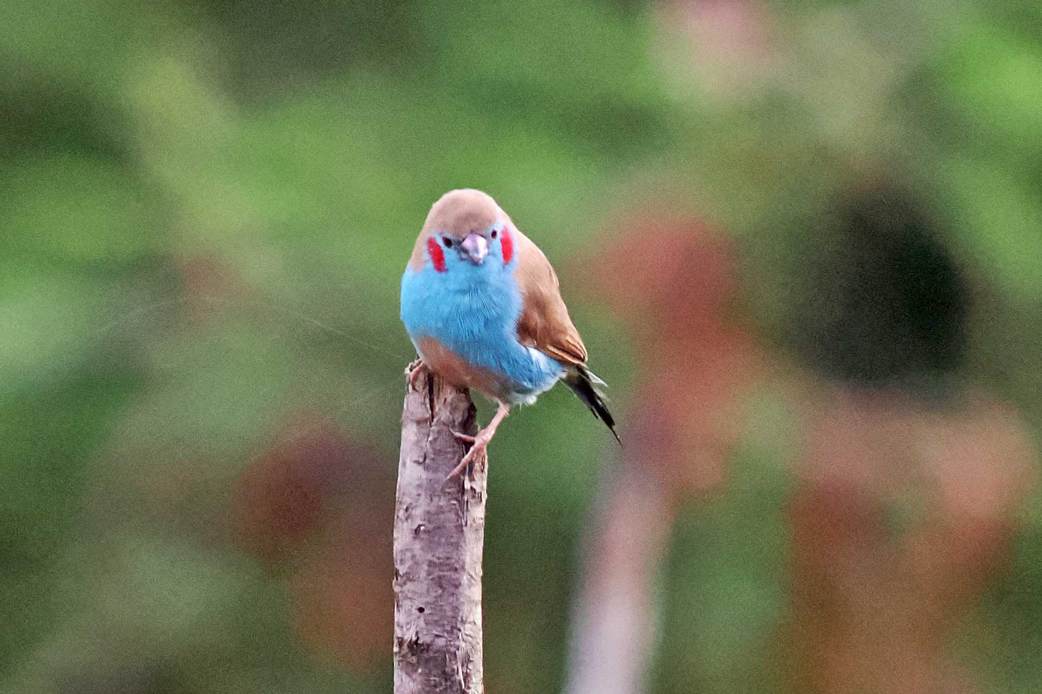 Photo of Red-cheeked Cordon-bleu at Amboseli National Park by 藤原奏冥