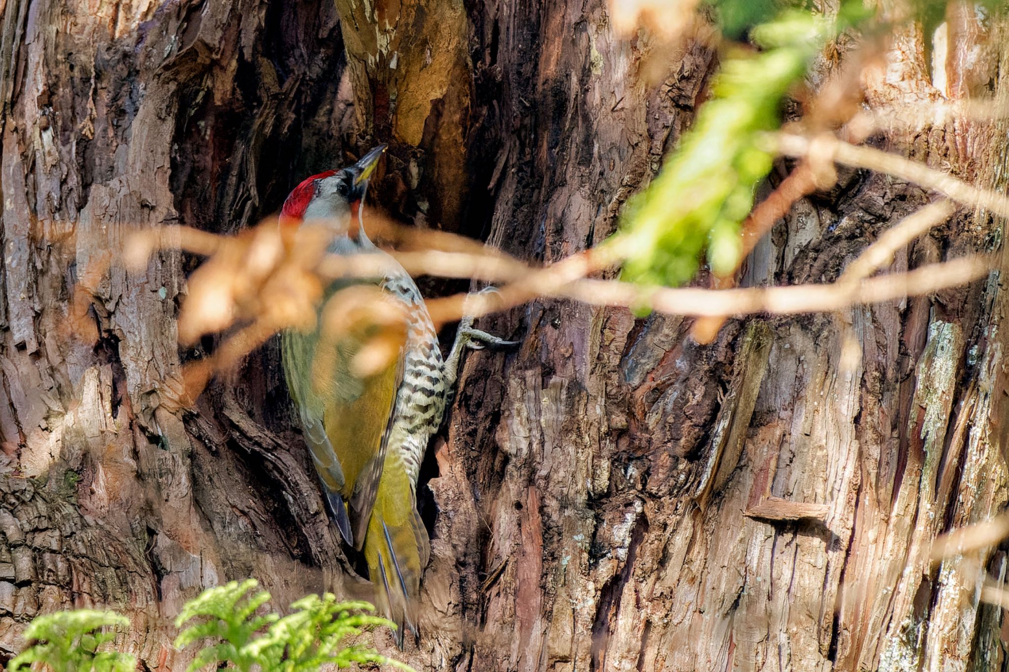 Photo of Japanese Green Woodpecker at Kodomo Shizen Park by アポちん