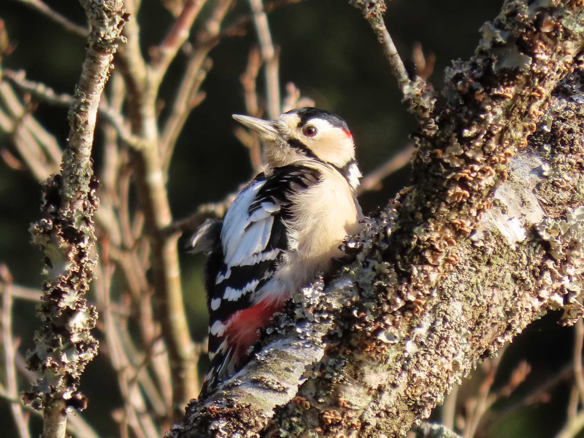 Great Spotted Woodpecker