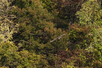 クマタカ 場所が不明 2018年11月3日(土)