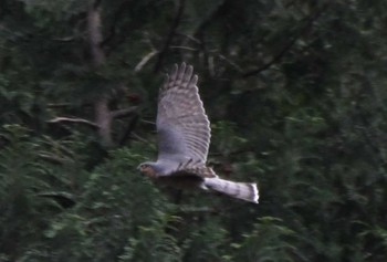 Eurasian Sparrowhawk Hayatogawa Forest Road Sun, 1/7/2024