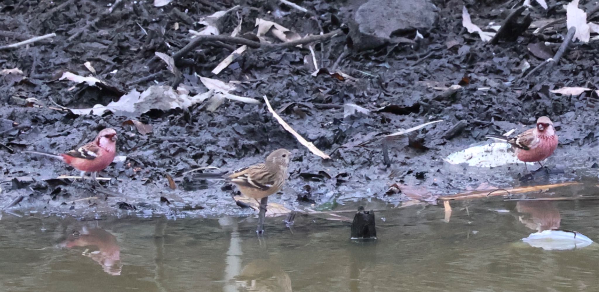 Siberian Long-tailed Rosefinch