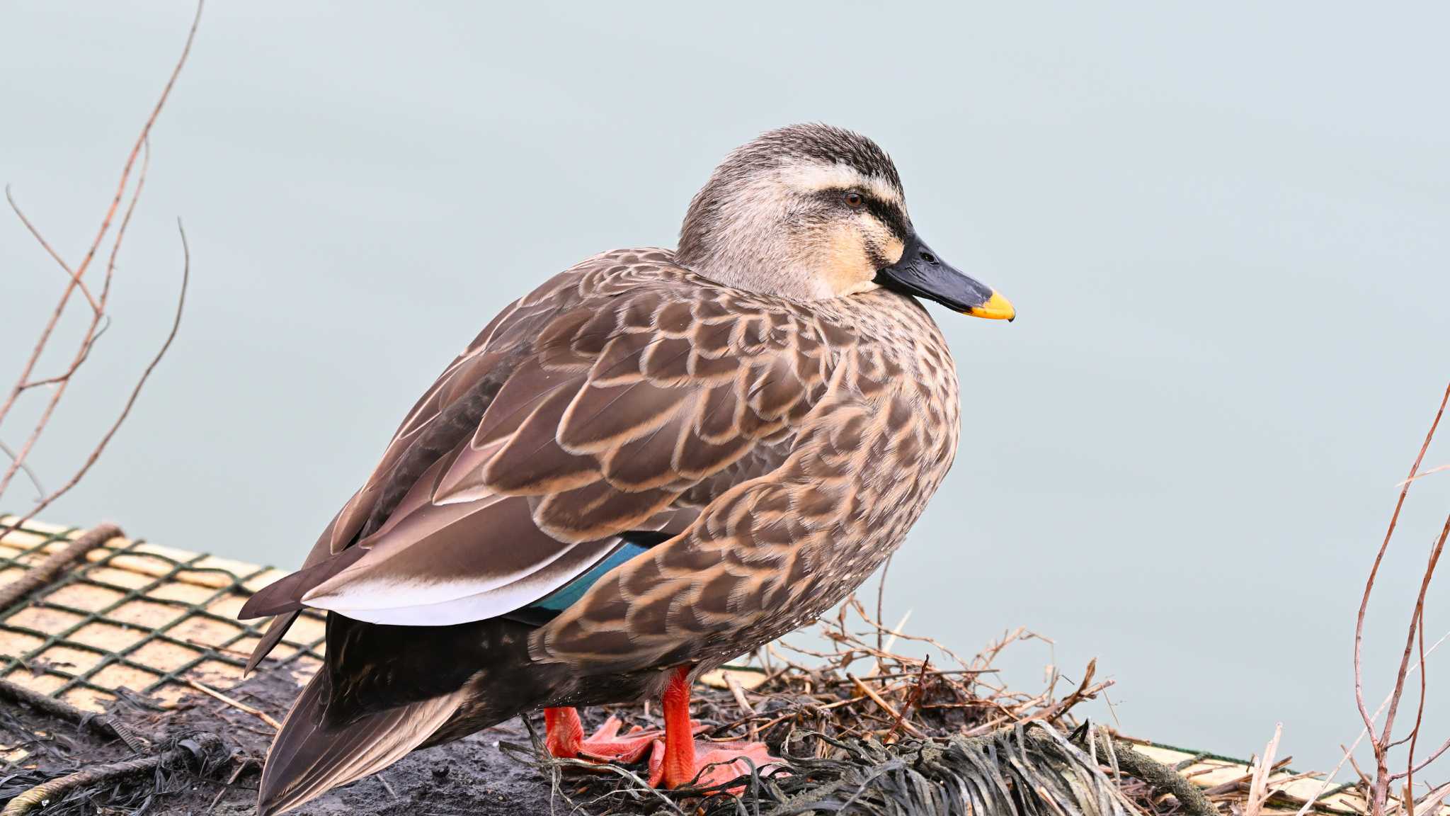 Eastern Spot-billed Duck