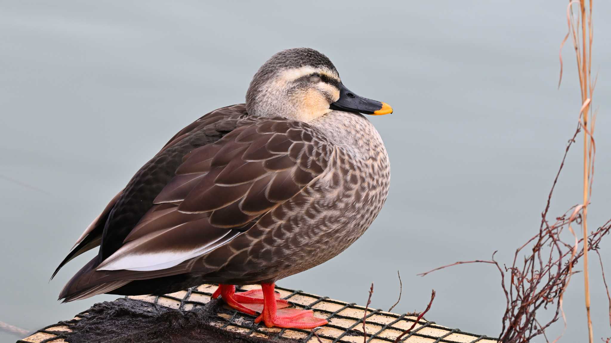 Eastern Spot-billed Duck