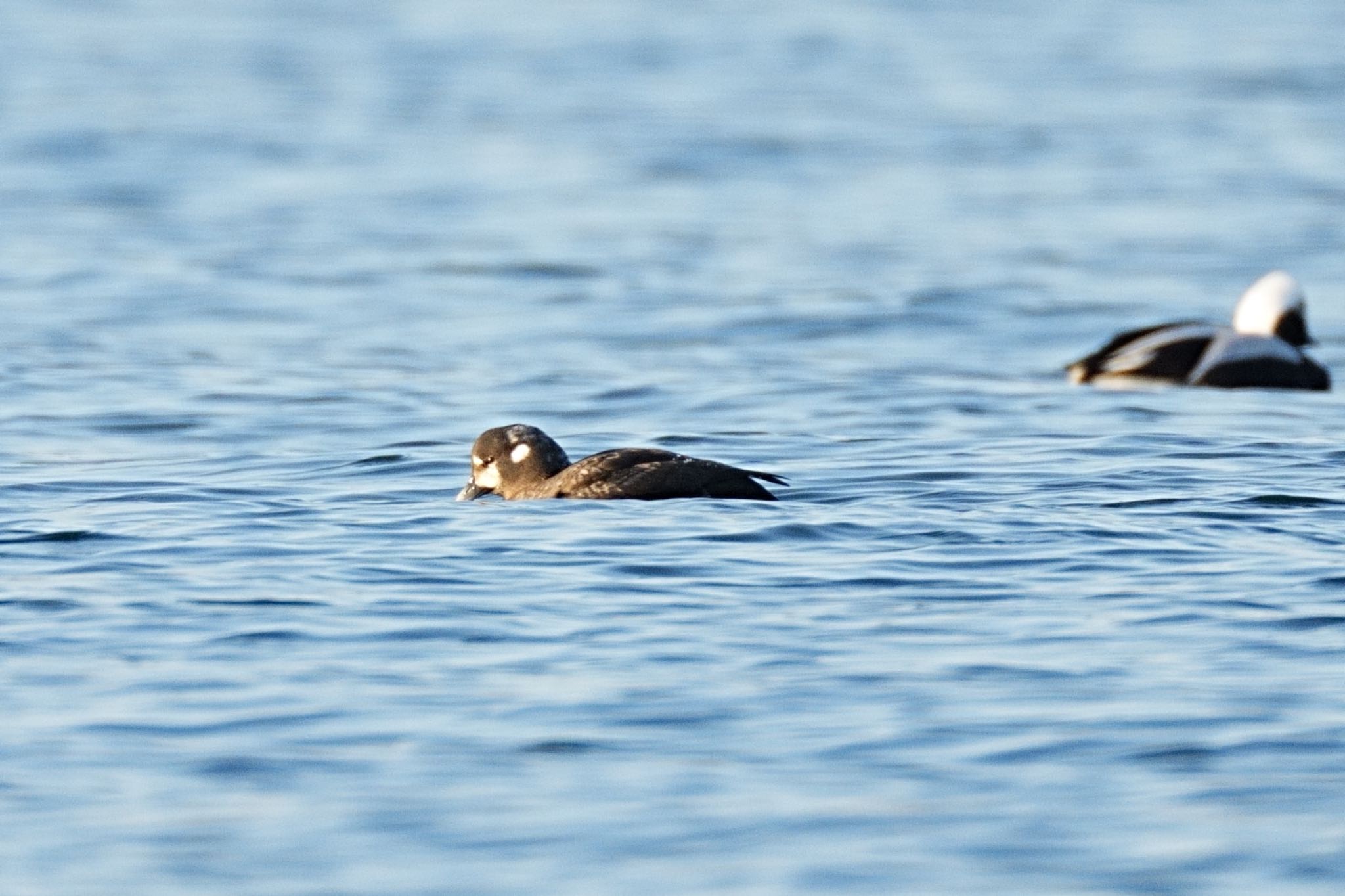 Photo of Long-tailed Duck at 根室 by アカウント5227