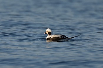 Long-tailed Duck 根室 Fri, 12/29/2023